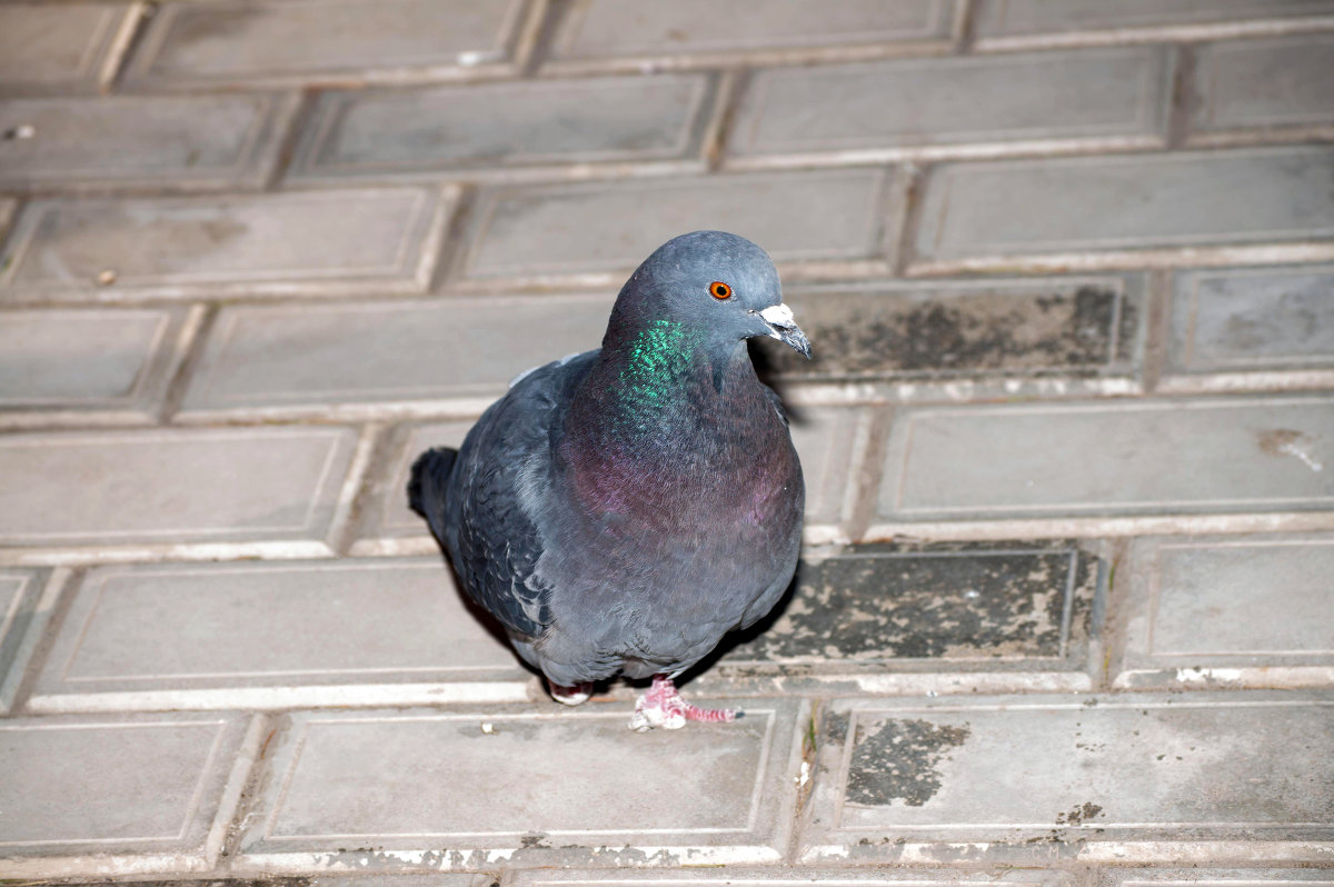 Называйте меня пиратом. 