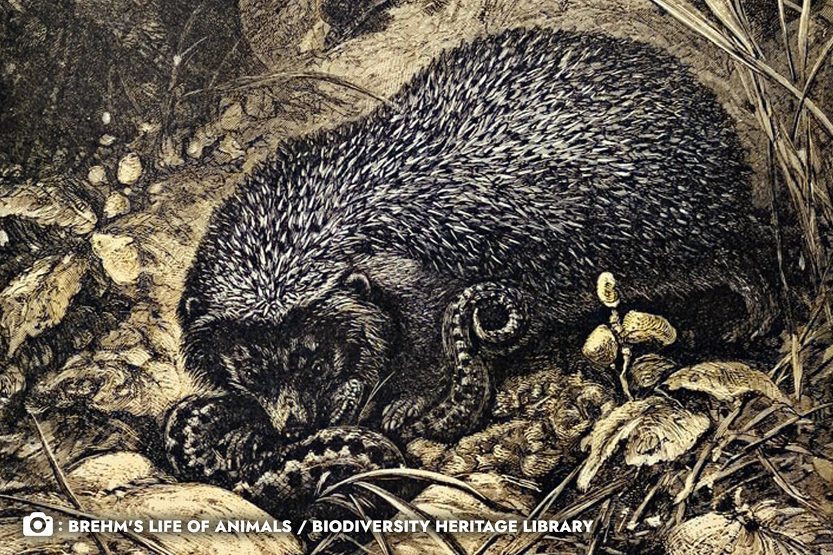 Иллюстрация из книги «Жизнь животных» Брема (Brehm's Life of Animals), опубликованной в 1895 году, на которой изображен ёжик, схвативший гадюку
