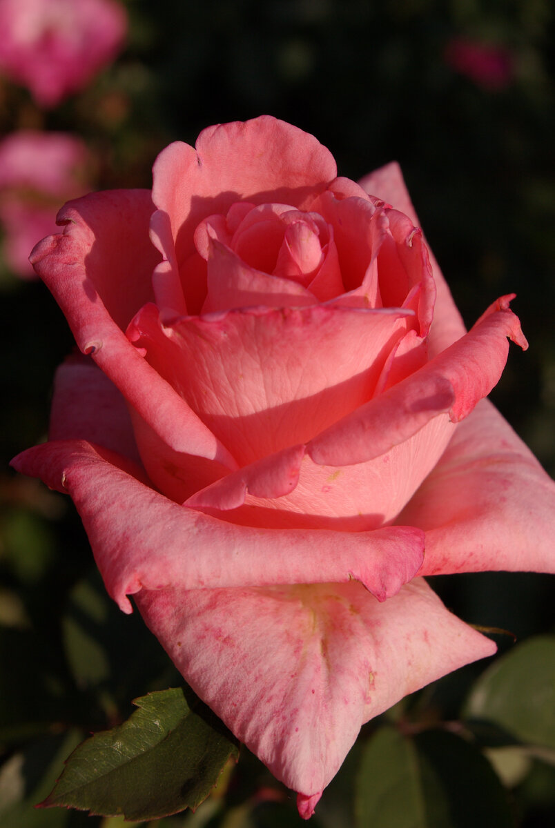 ДОЛЬЧЕ ВИТА - ч/г