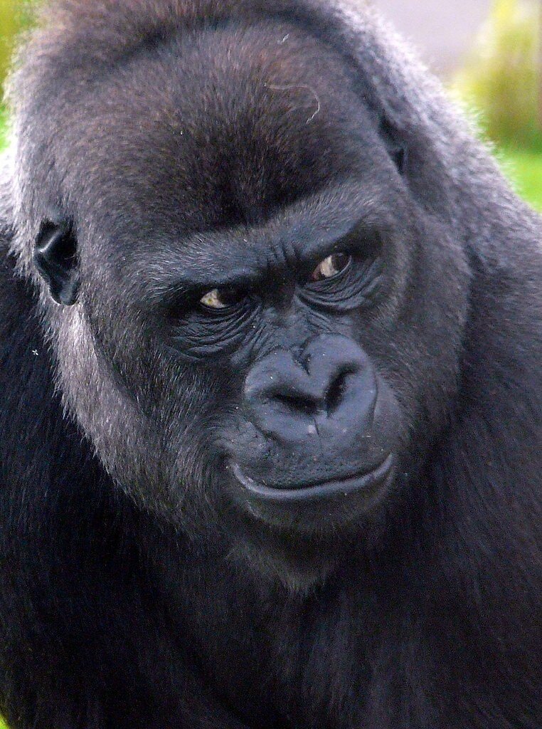 Silverback Gorilla