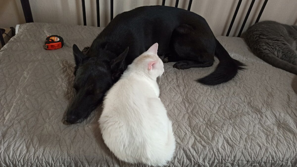 Главный друг у Базилио это пес Гамлет