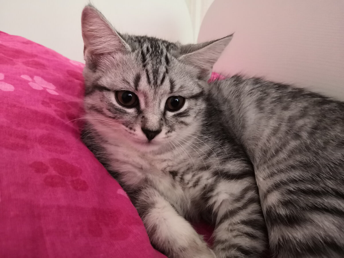 Кошка Ириска, 3.5 месяца