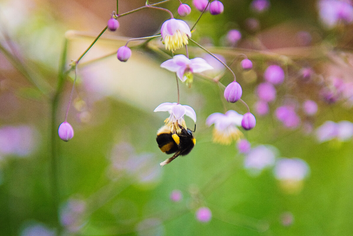 Шмель. Фото: Kat Jayne: Pexels