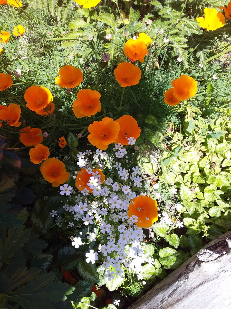 гипсофила и эшольция