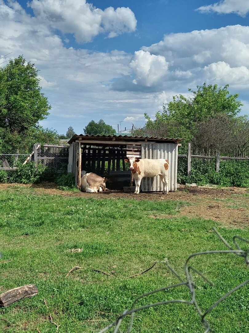 Маруся с дочкой в загоне.