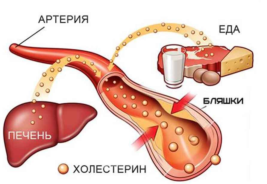 Печень повышает холестерин