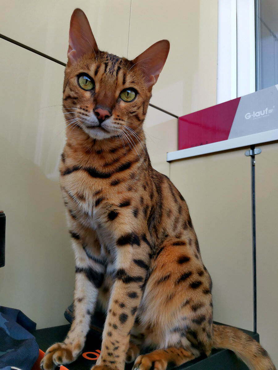 Бенгальский кот Герри