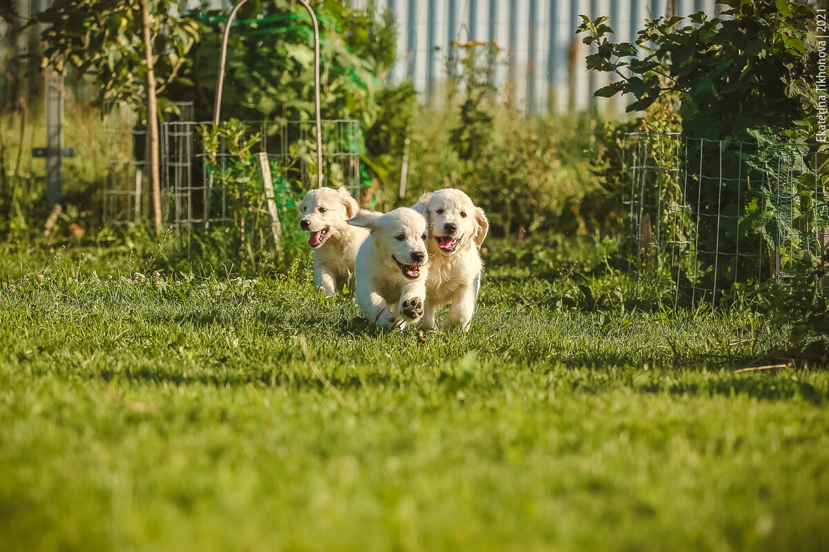Веселые щенки золотистого ретривера бегают у нас на участке.