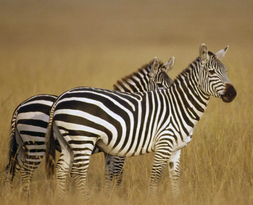 Вроде зебры. Зебры. Животные жарких стран. Хищные животные жарких стран. Зебра живёт в Африке.