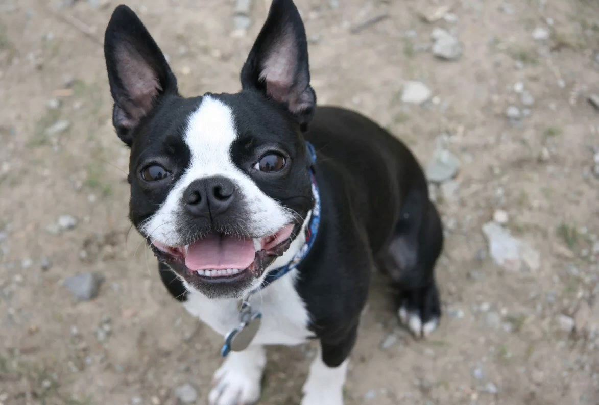 бостон терьер