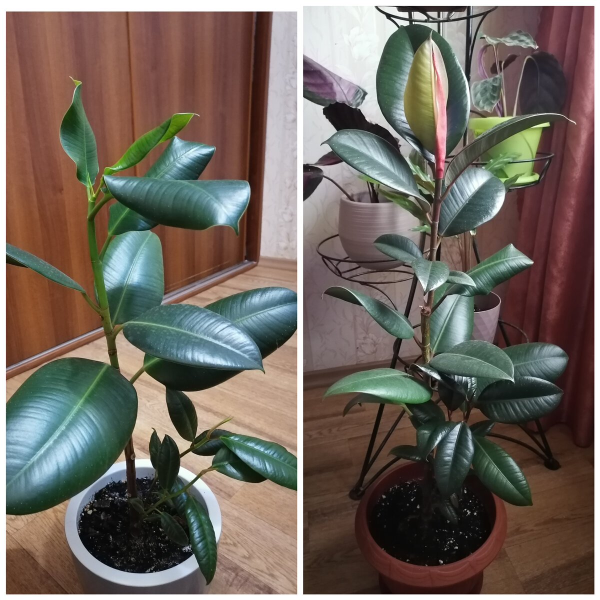 Фикус Эластика.