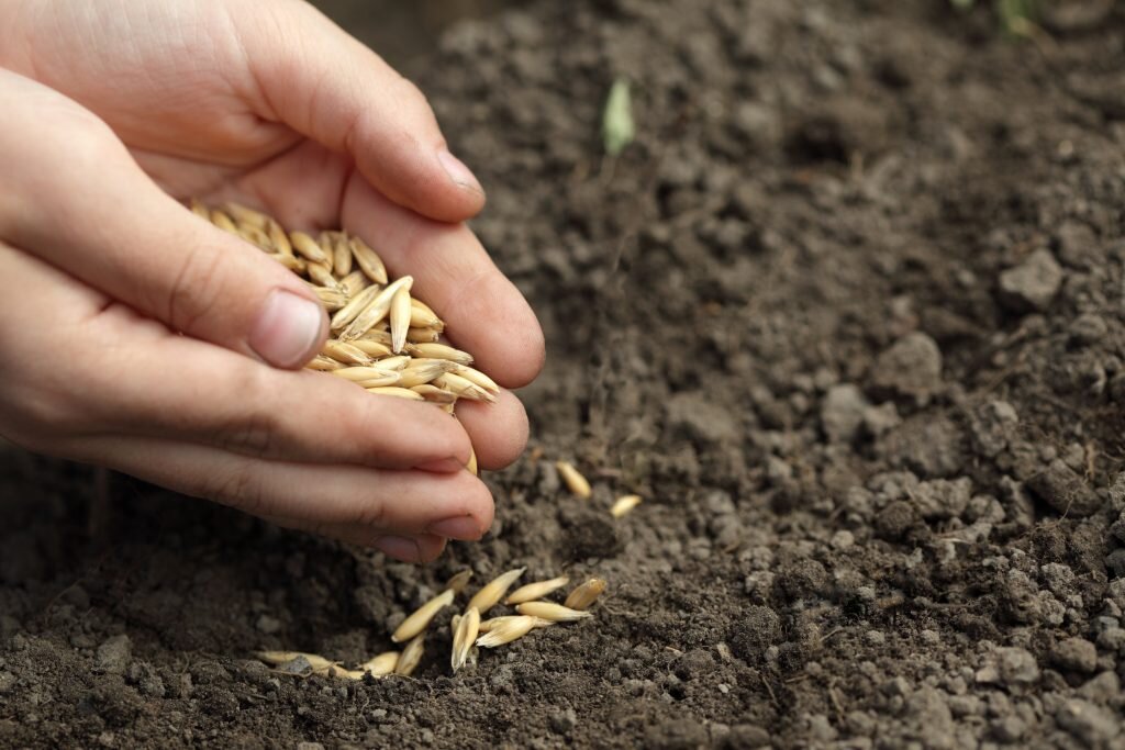 Посев зерна. Посев пшеницы. Посадка зерна. Посев семян на поле.