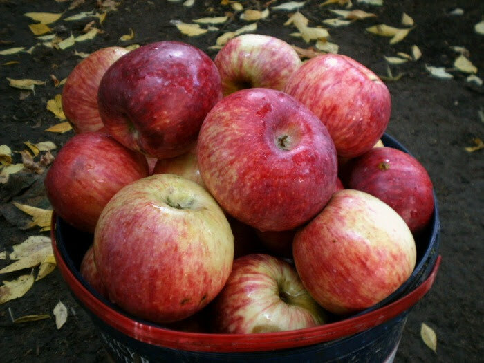 Яблоки в карамели - рецепты китайской кухни у вас дома | ChocoYamma | Дзен
