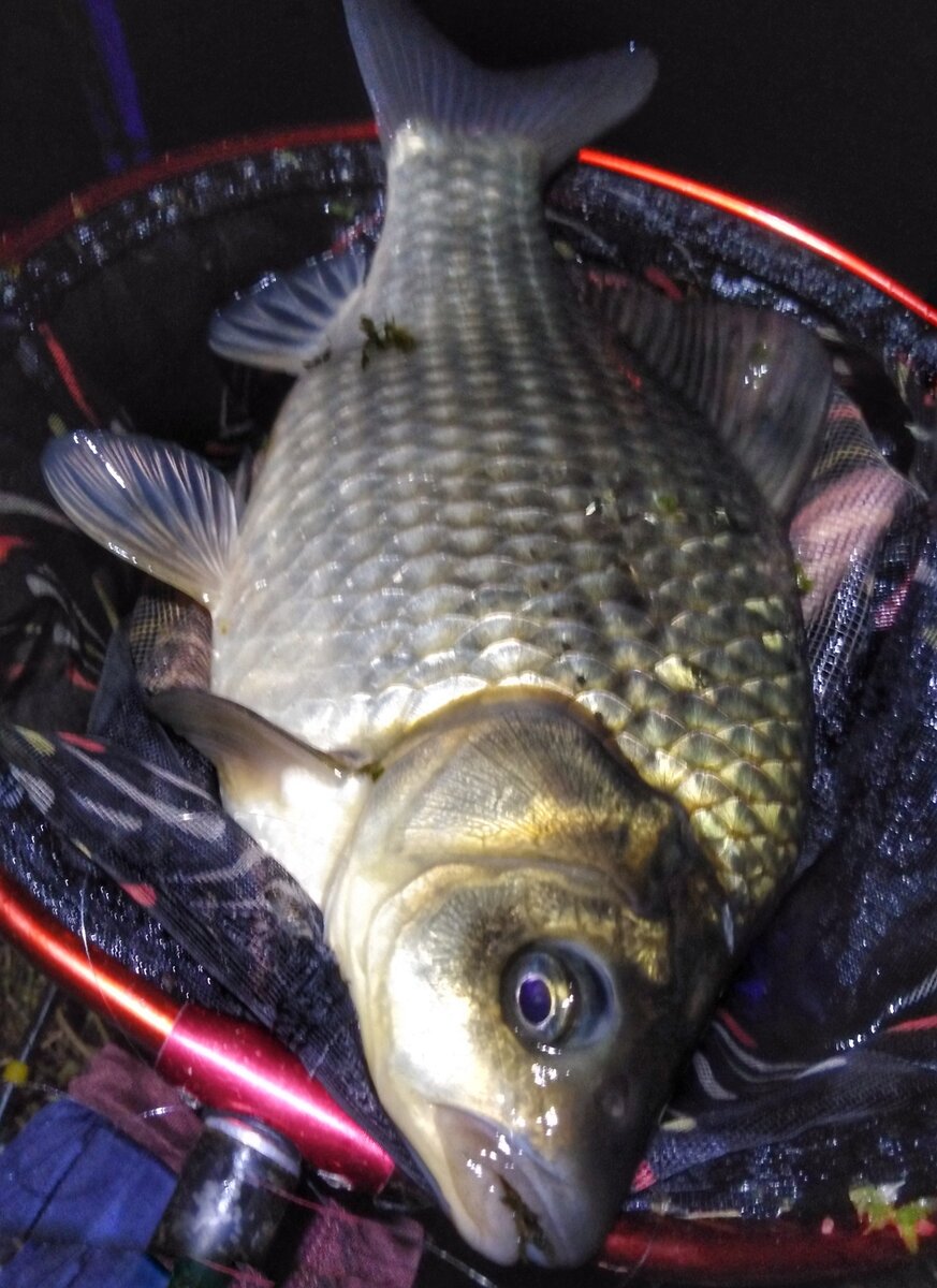 Отличный килограммовый карась