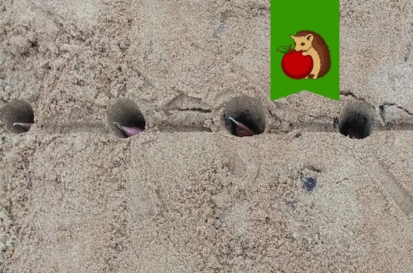 Что положить в лунку под озимый чеснок, чтобы он вырос крупным и крепким?