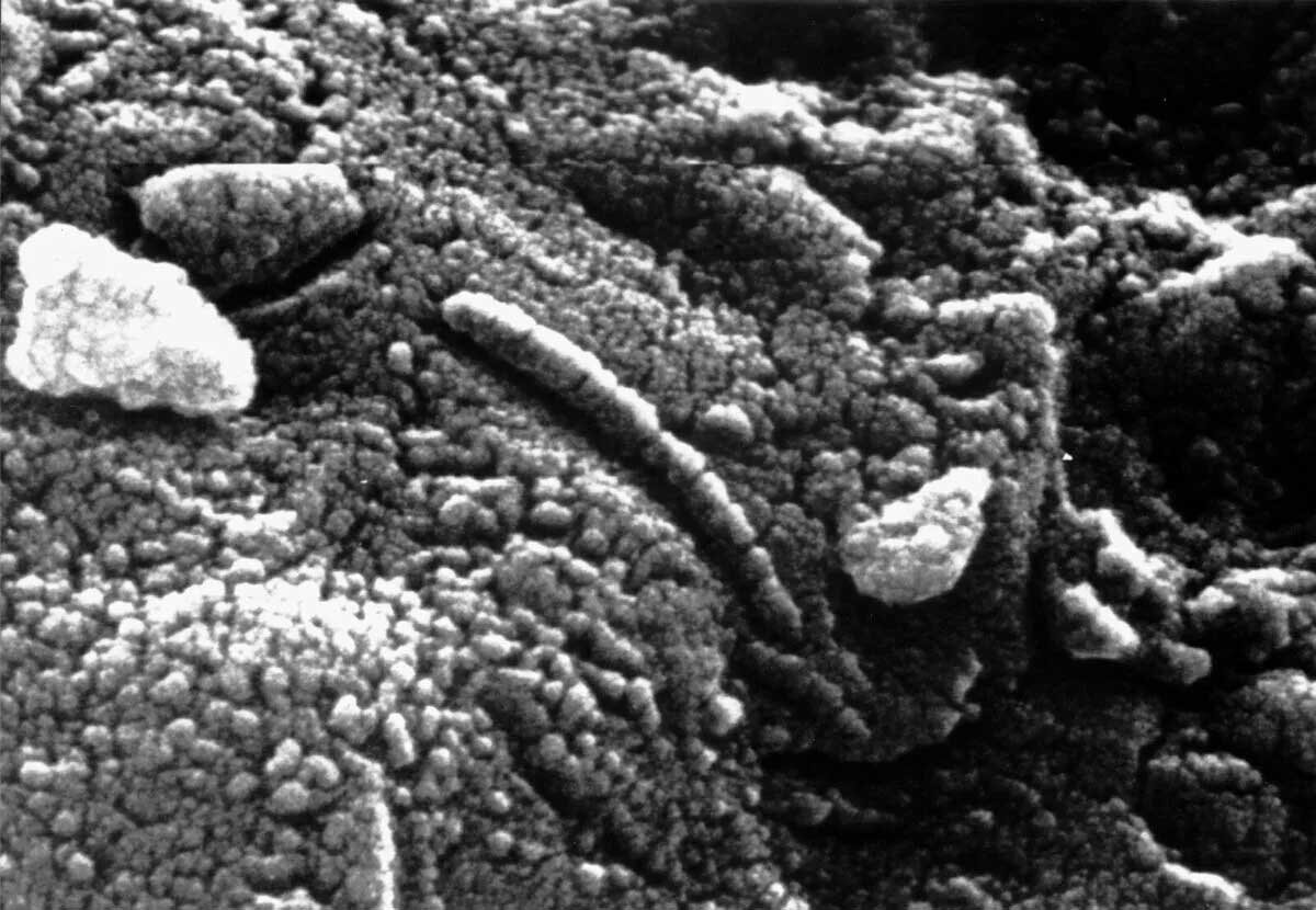 Фото: NASA / Изображение части марсианского метеорита ALH 84001, полученное при помощи электронного микроскопа. На снимке можно заметить удлиненную структуру, напоминающую бактерию