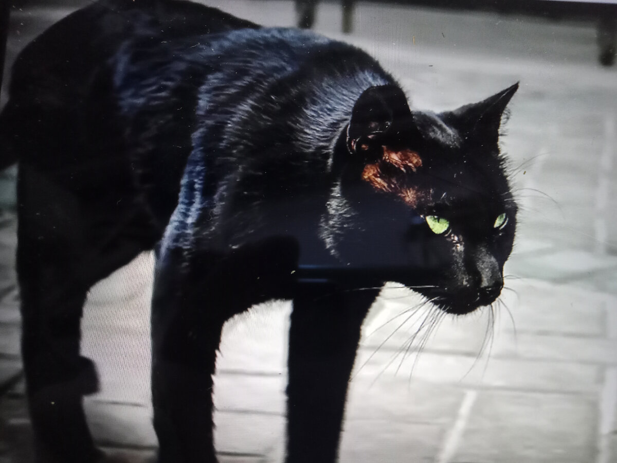 Фото автора. Сфотал монитор.