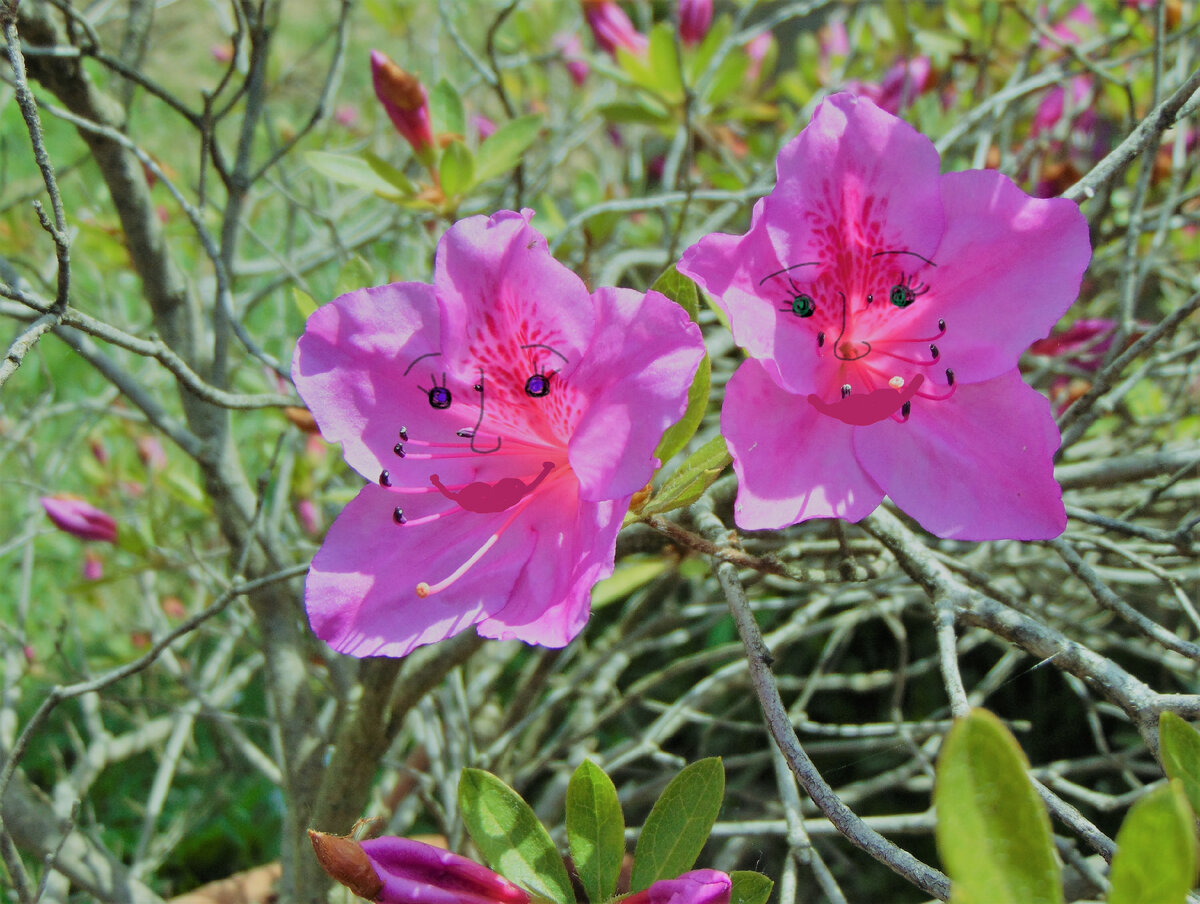 Цветы, фото и рисунок автора.