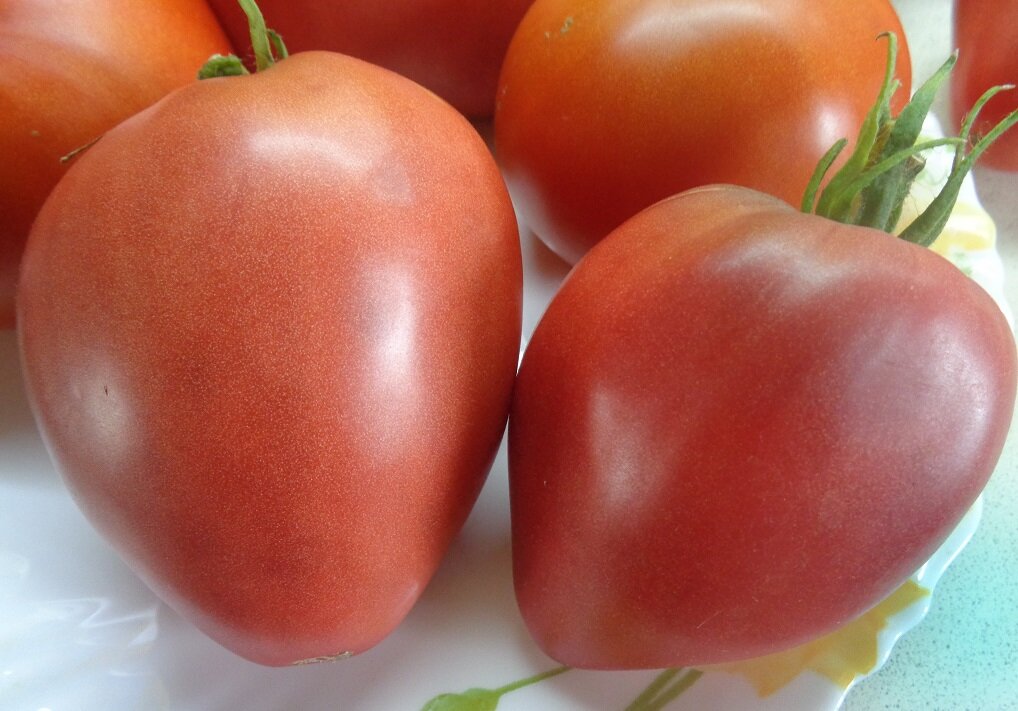 Сорта помидоров крупных с фото и описанием