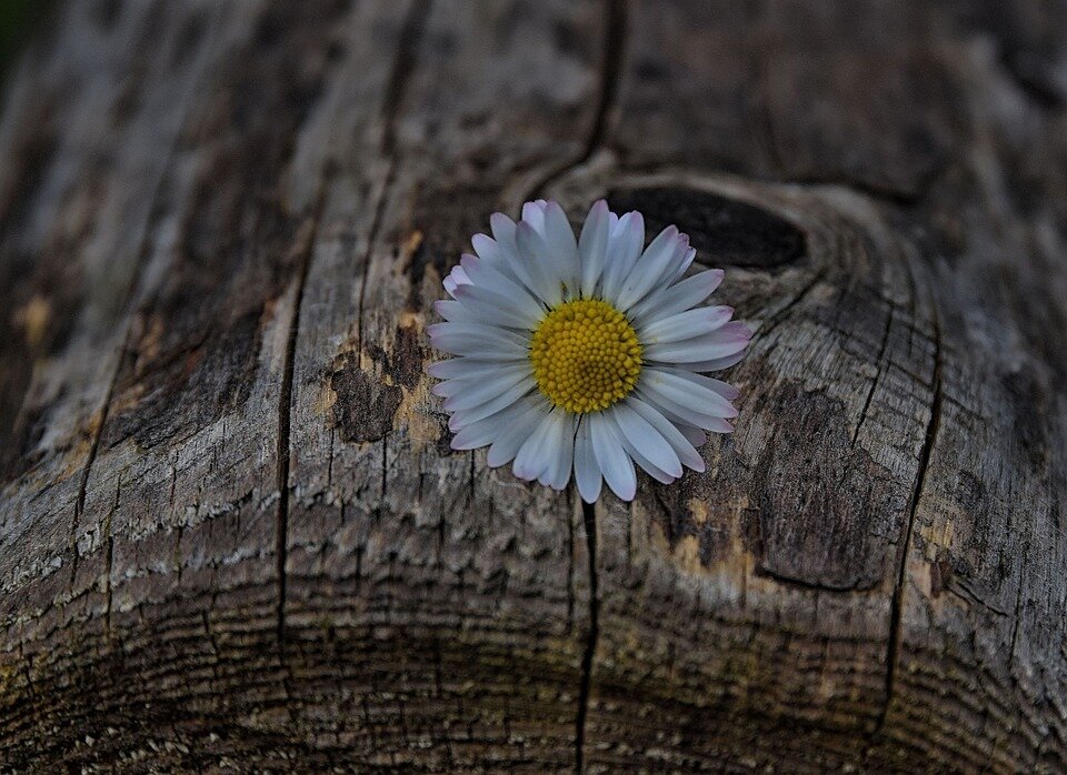 фото взято из открытых источников