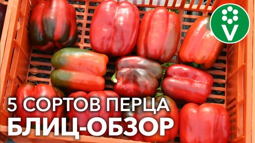 Экономим ваше время и деньги! Посейте эти сорта перца и других не понадобится!