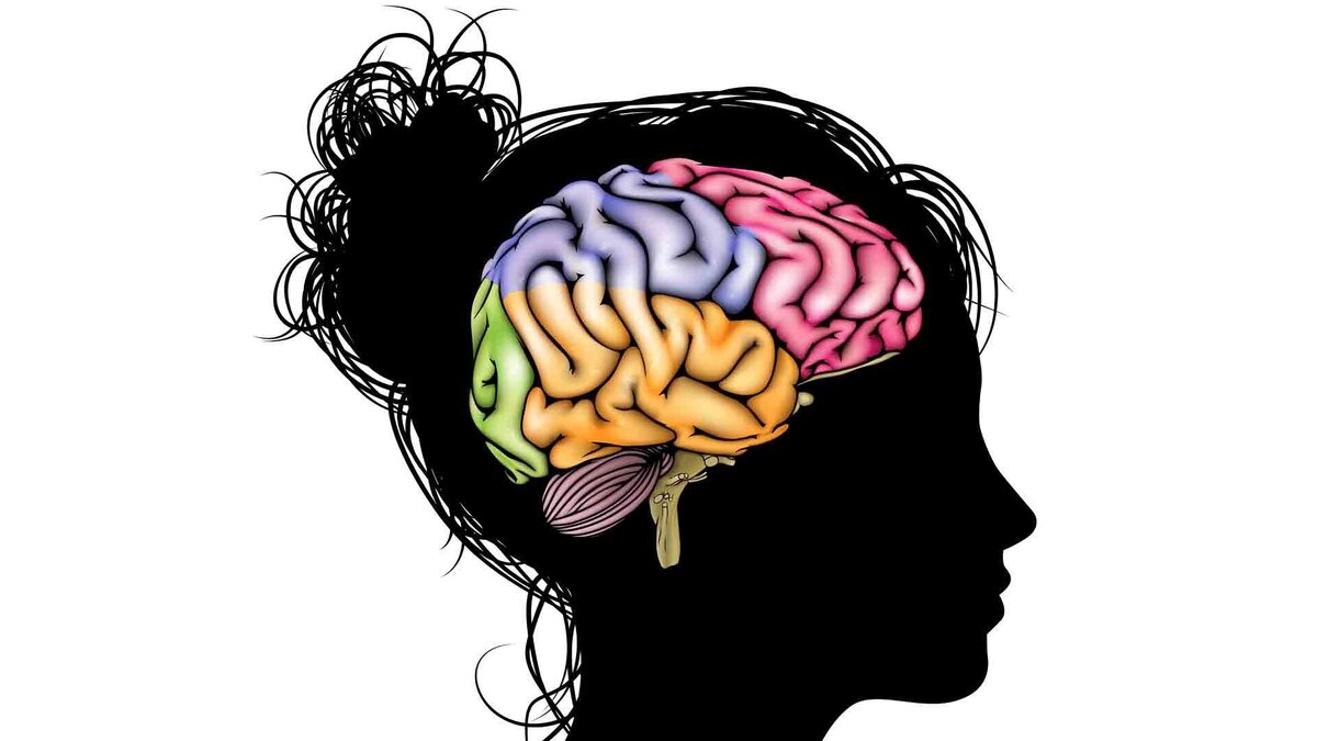 Мозг и память после 40
