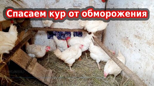 Обморожение у кур зимой// Мои куры живут в неотапливаемом курятнике