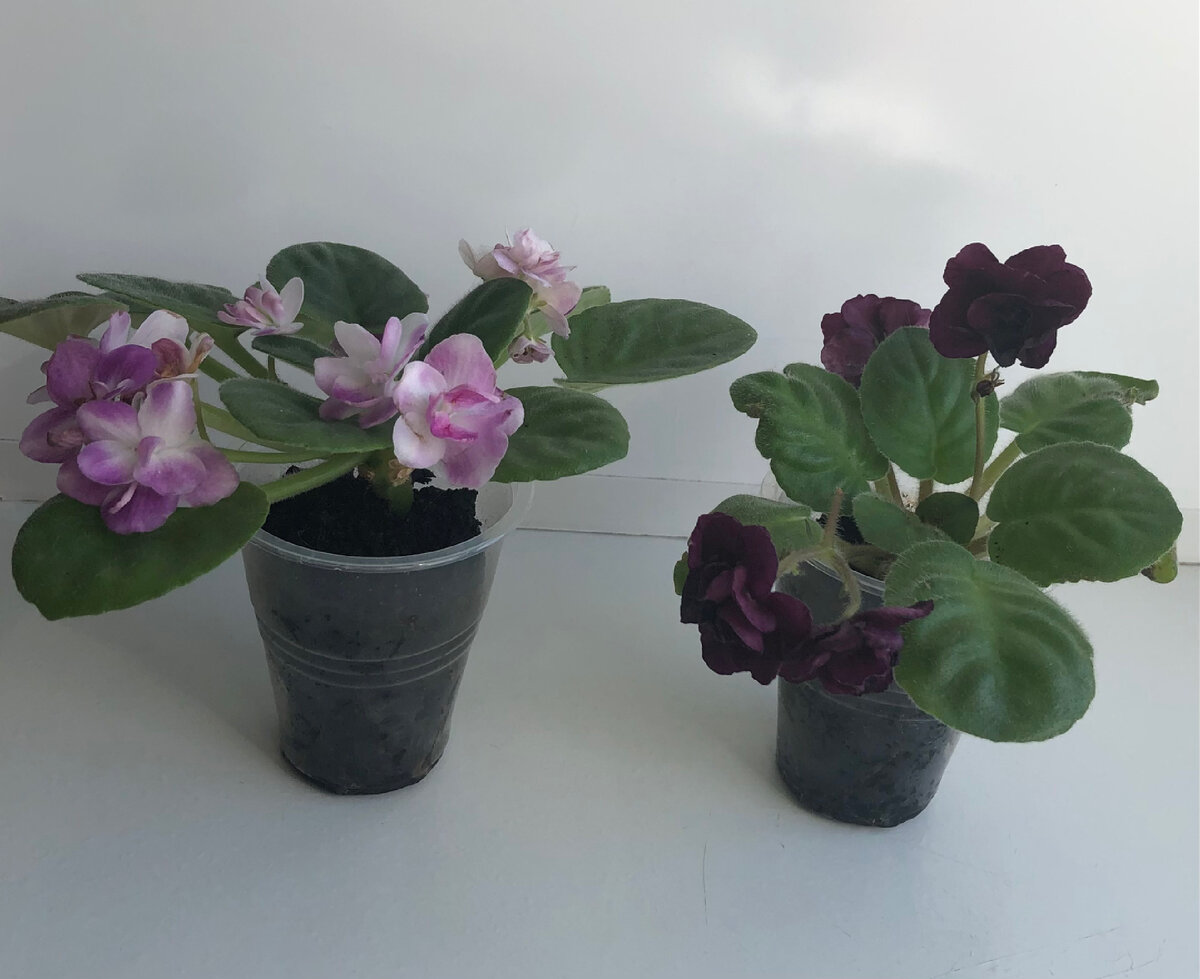 Scamper и Mac’s Black Uhuru - идеальны для начинающих коллекционеров фиалок