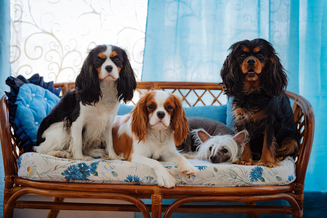 мои кавалерочки. 