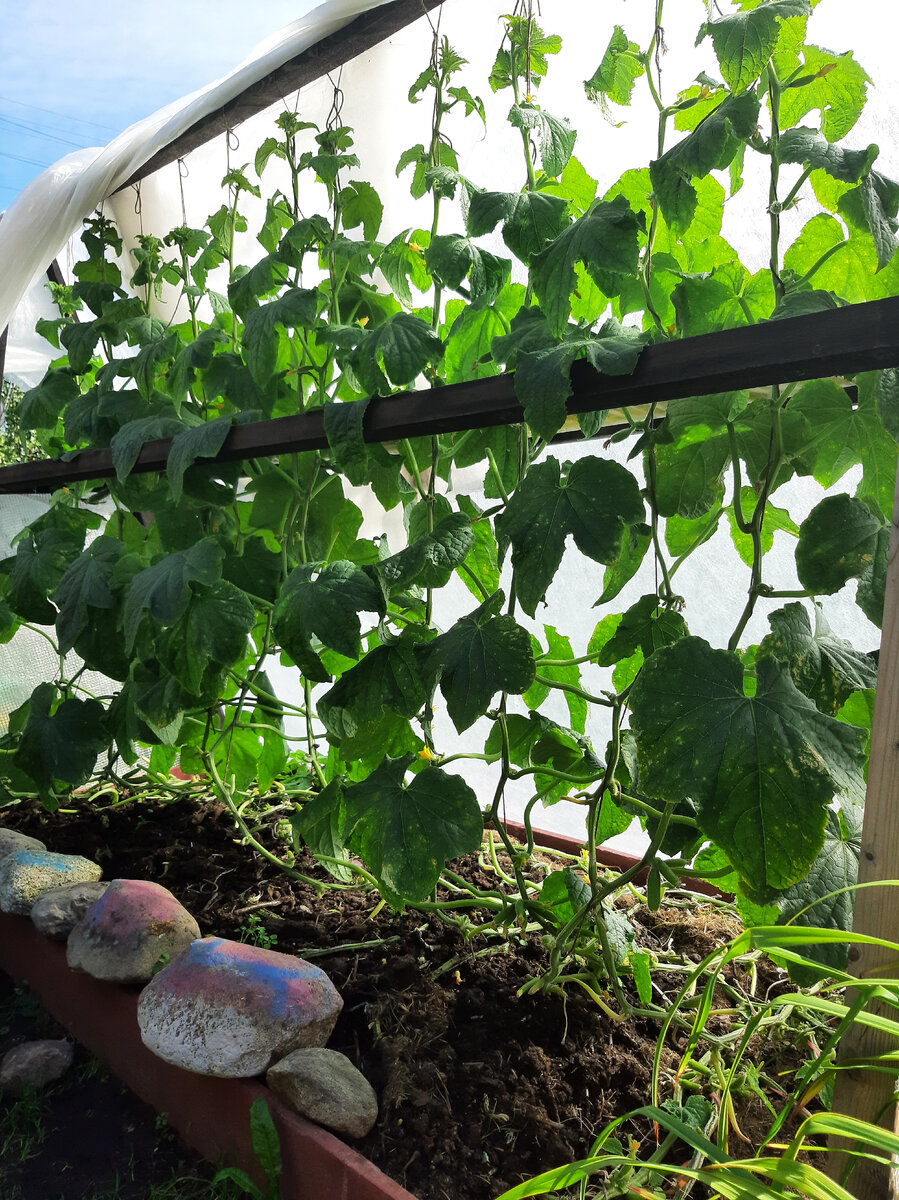 Огурцы 10 сентября. 