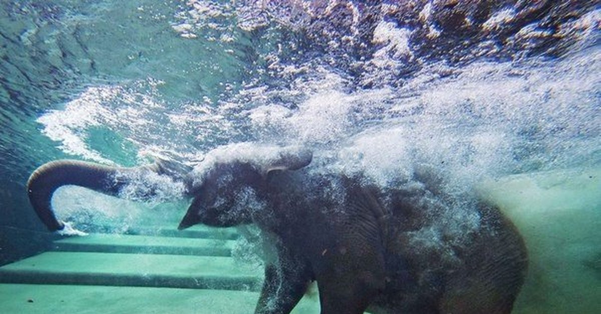 Великое очищение. Слоненок купается в море. Зоопарк под водой. Слон купается в водопаде. Опасный зоопарк под водой.