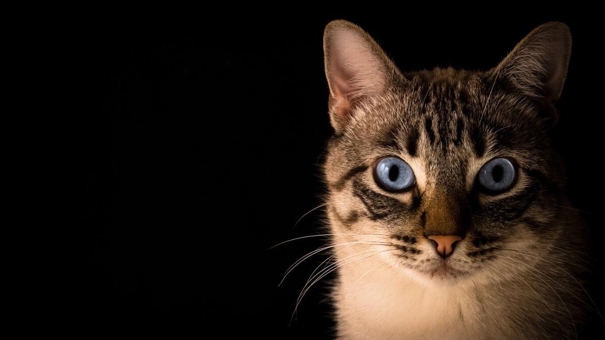 https://fonwall.ru/wallpaper/black-and-white-animal-pet-kitten.html