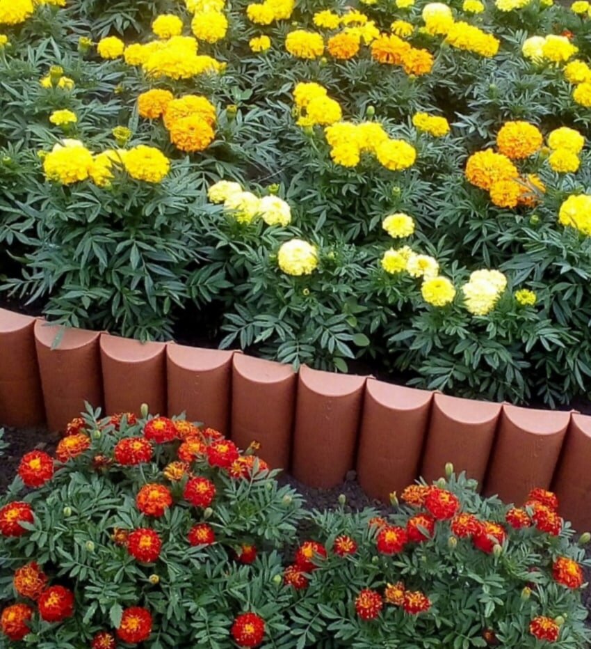 Ажурная листва бархатцев особенно притягивает внимание