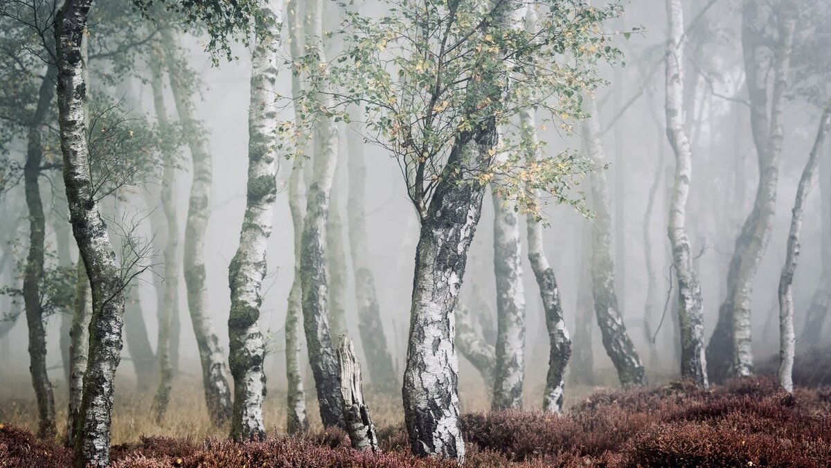 Яндекс Картинки