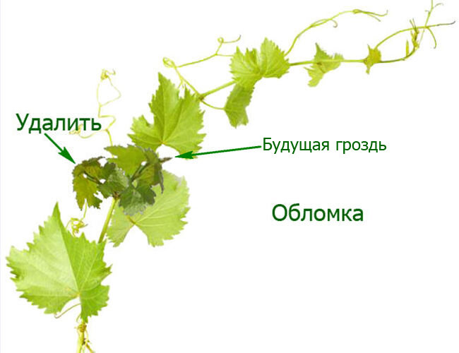 Обломка винограда весной