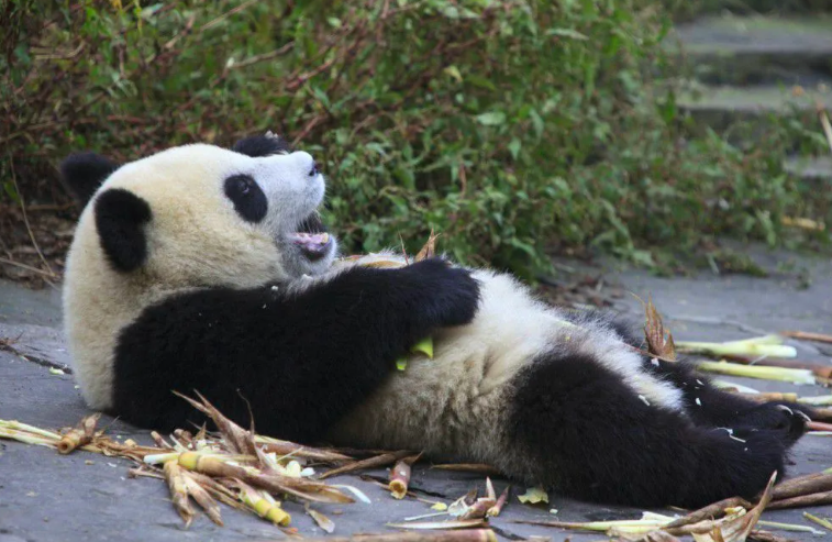 Большая панда что едят. Панда ест бамбук. Питание большой панды. Панда на бамбуке. Панда кушает.