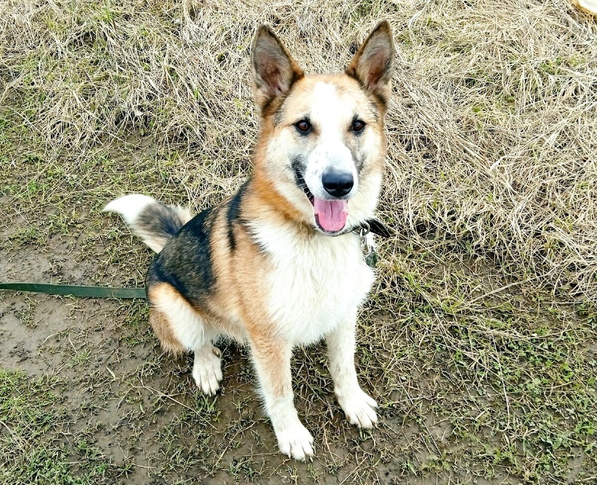 Настоящая собака- улыбака !