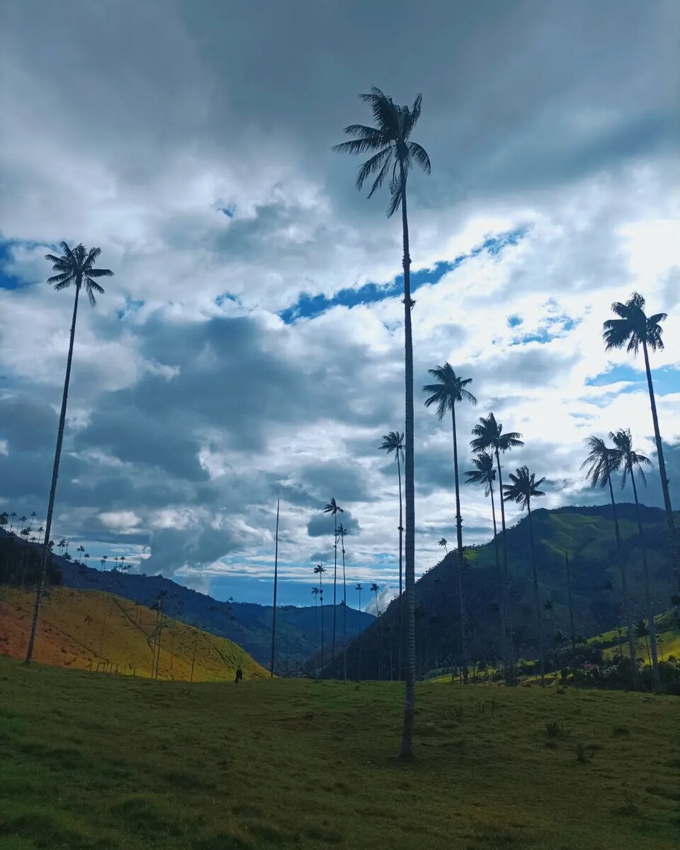 Сходила в одиночный поход в Valle del Cocora 