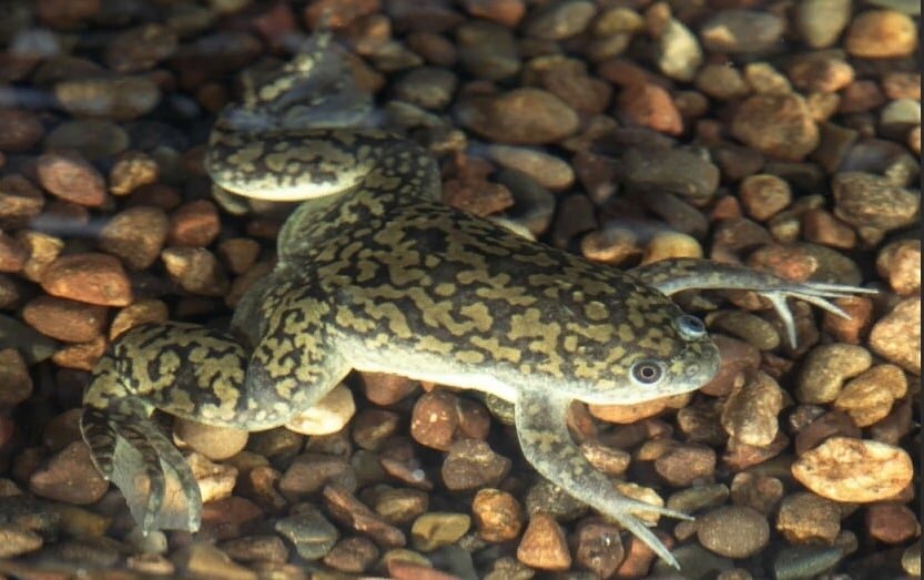 Гладкая шпорцевая лягушка
