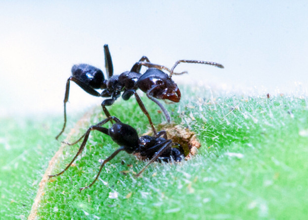 Муравьи из рода Azteca 
Lauren Nichols