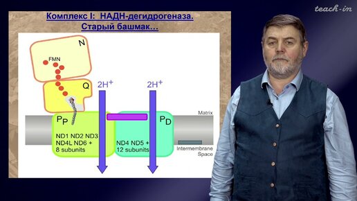 Чуб В.В. -Молекулы в пищевых цепях: от растений до человека - Электрон-транспортная цепь митохондрий