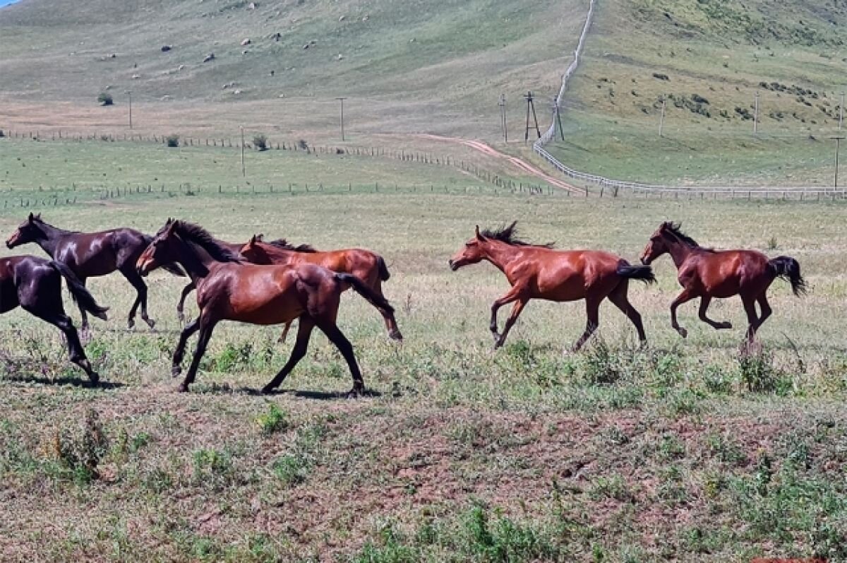 Скачки в степи