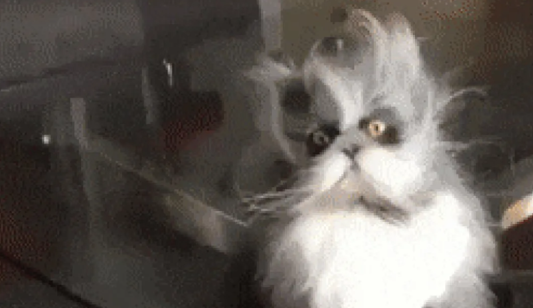 Кот уже знает