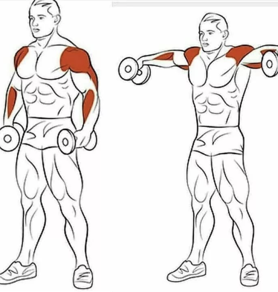 Упражнения на дельтовидные мышцы с гантелями. Упражнения для прокачки плеч. Упражнения на дельтовидные мышцы в тренажерном зале. Дельтовидная мышца плеча упражнения с гантелями.