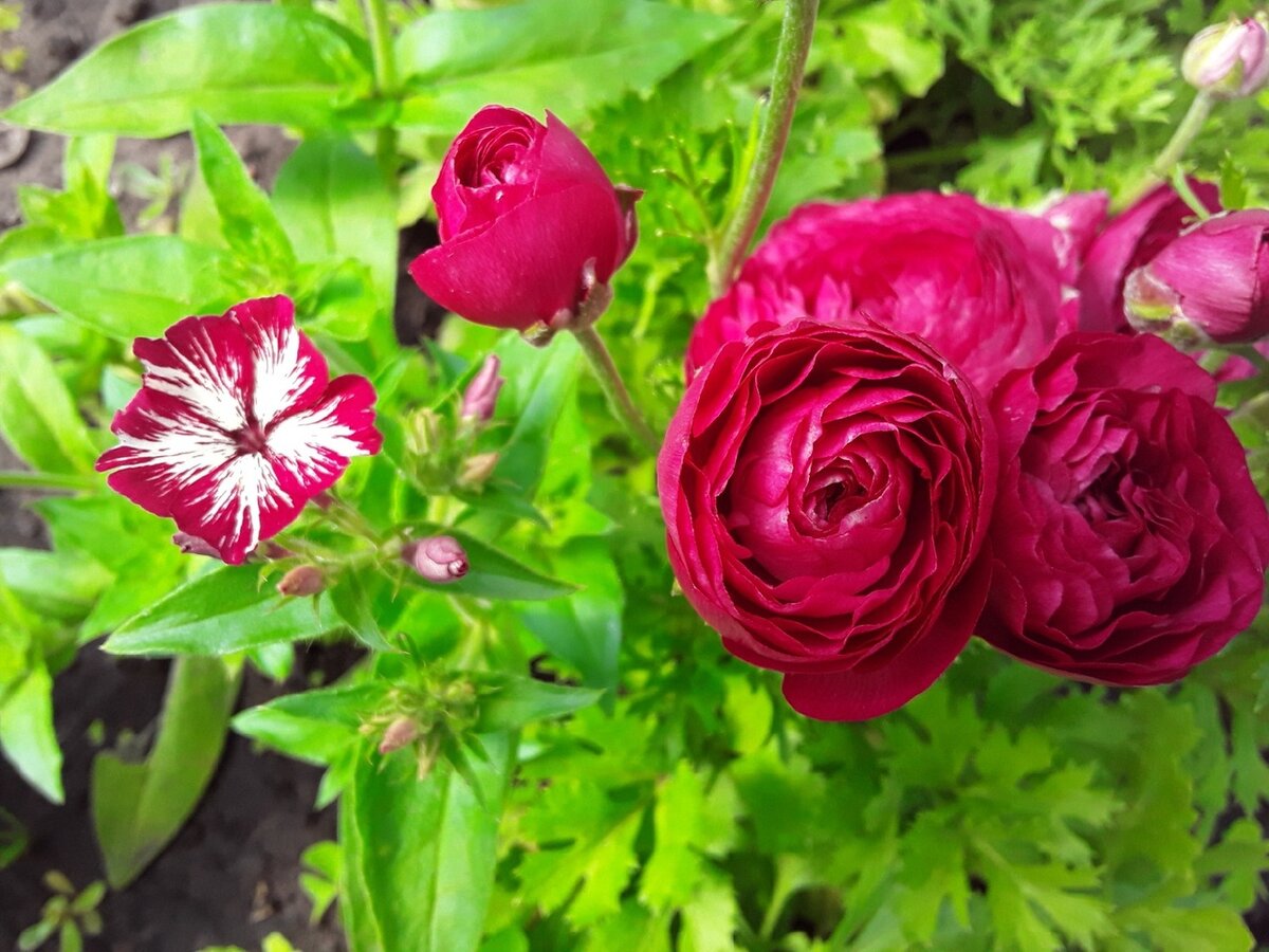 "Пилигримм" и ранункулюс Pink стихийно образовали гармоничную пару