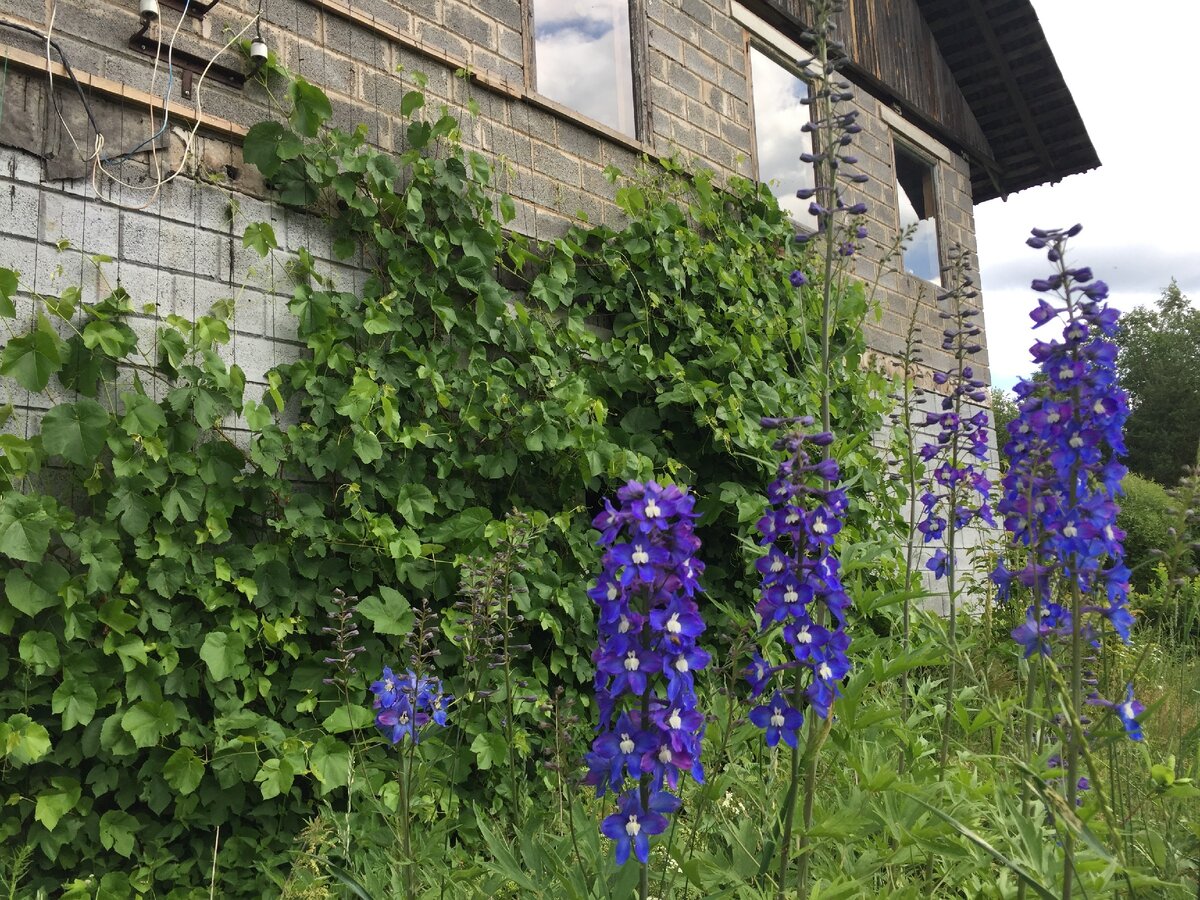 Папа уже 25 лет сам строит дом, и выращивает виноград (собственное фото)