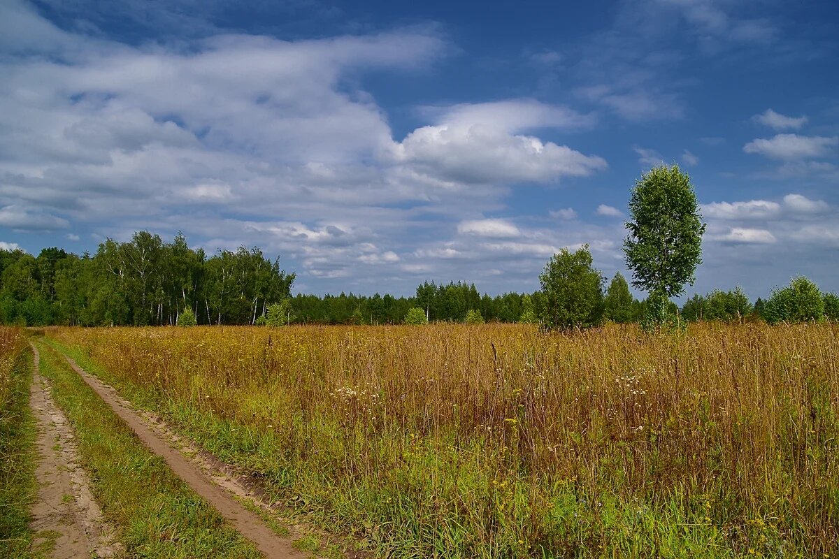 В мелколесье юные деревца