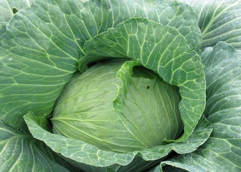  У капусты много вредителей. Она подвергается их атакам еще будучи на стадии рассады. Задача огородника состоит в том, чтобы не дать насекомым уничтожить урожай.