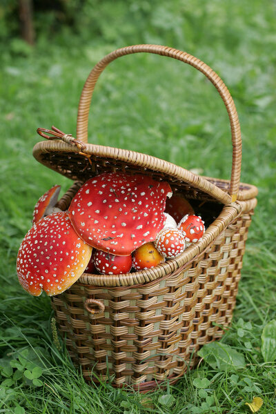 Корзиночки с мухаморами с Урала. 