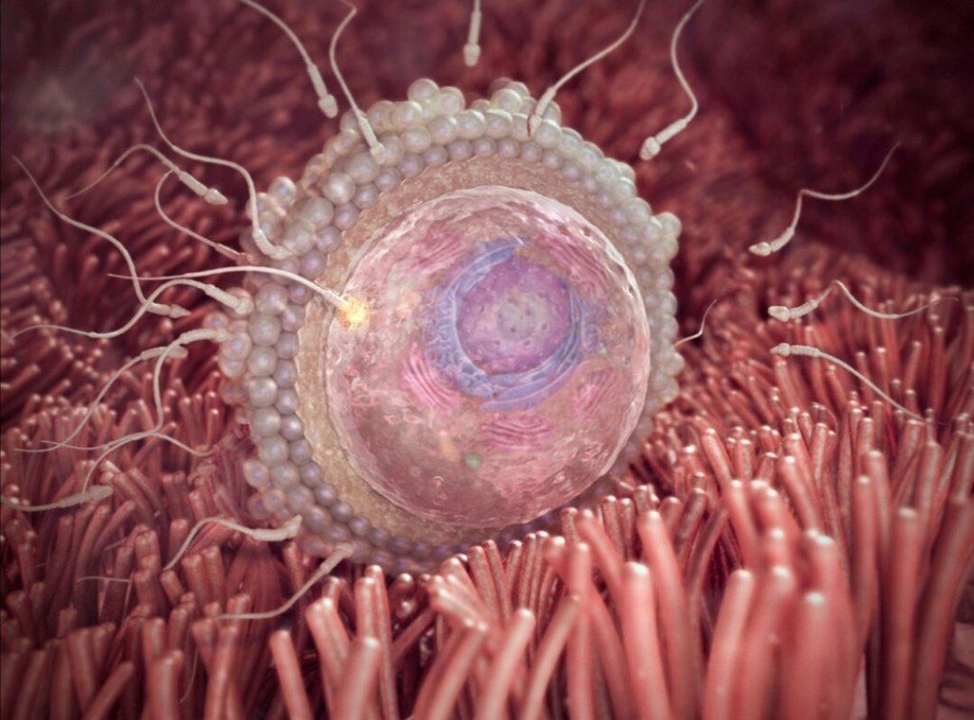 Простое описание сложного процесса от студента-медика 